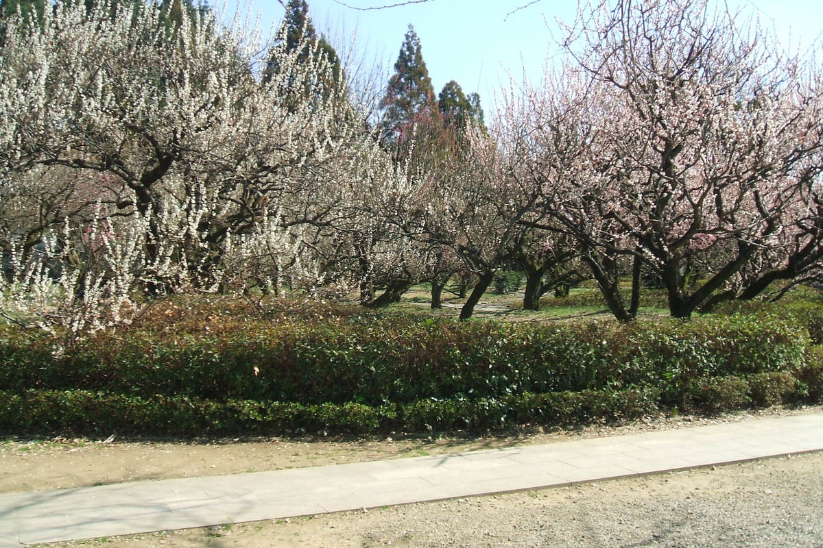 梅林寺に行ってきました。