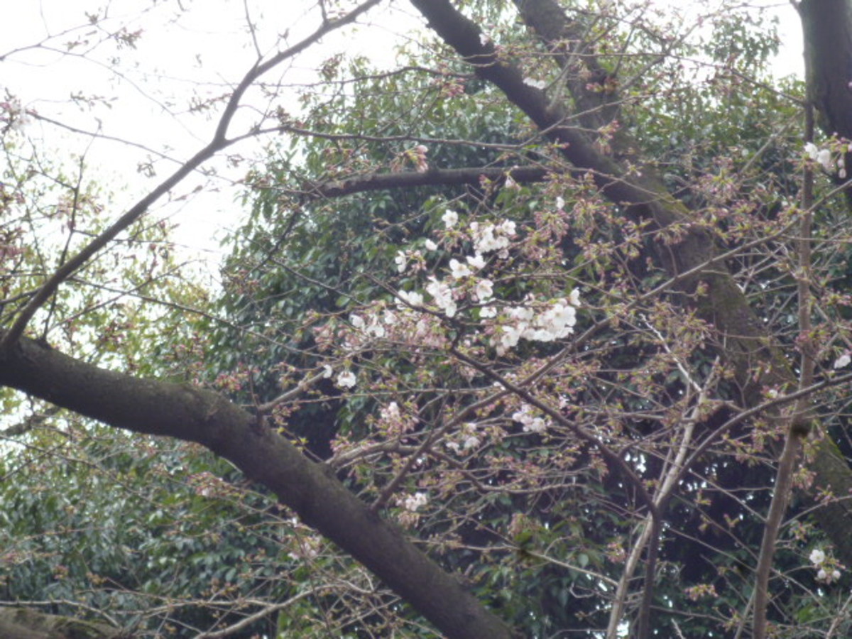 お花見行事