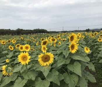 季節はずれのひまわりも見ごろでした☆